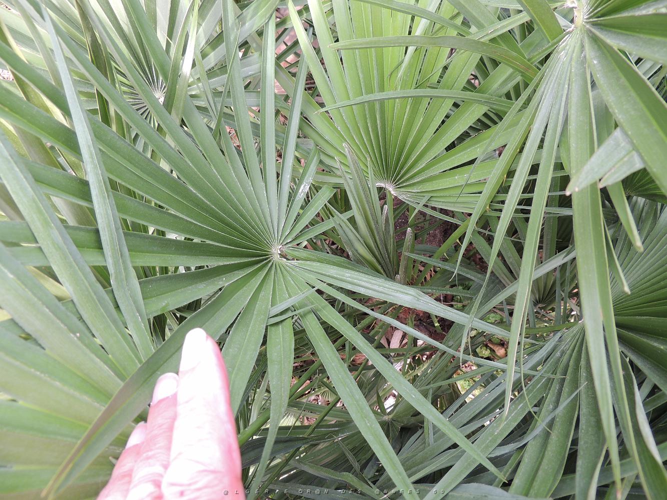 44b Cycas du Japon 2.JPG -           
